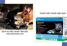 Dịch vụ diệt chuột tận gốc