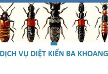 Dịch vụ diệt kiến ba khoang