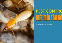Dịch vụ diệt mối và phòng chống mối