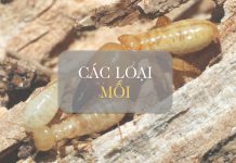 Các loài mối