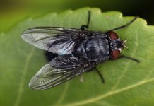 Làm thế nào để nhà hết ruồi nhặng