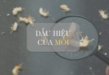 Các dấu hiệu của mối