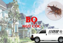 Dịch vụ diệt bọ ngũ cốc hiệu quả của Pest Control