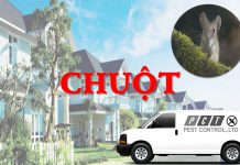 Dịch vụ diệt chuột hiệu quả của Pest Control