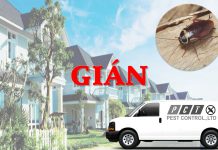 Dịch vụ diệt gián hiệu quả của Pest Control
