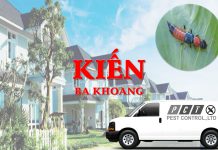 Dịch vụ diệt kiến ba khoang hiệu quả của Pest Control