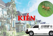 Dịch vụ diệt kiến hiệu quả của Pest Control