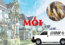 Dịch vụ diệt mối hiệu quả của Pest Control