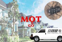 Dịch vụ diệt mọt gỗ hiệu quả của Pest Control