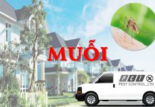 Dịch vụ diệt muỗi hiệu quả của Pest Control