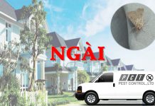 Dịch vụ diệt con ngài hiệu quả của Pest Control