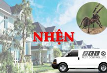 Dịch vụ diệt nhện hiệu quả của Pest Control