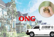 Dịch vụ diệt ong hiệu quả của Pest Control