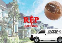 Dịch vụ diệt rệp giường hiệu quả của Pest Control
