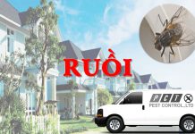 Dịch vụ diệt ruồi hiệu quả của Pest Control