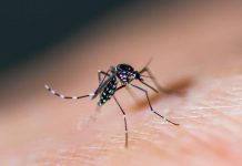 Thuốc diệt muỗi sinh học của Pest Control