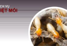 Dịch vụ diệt mối tận gốc tại nhà uy tín của Pest Control