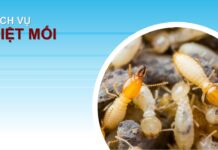 Dịch vụ diệt mối tại nhà của Pest Control